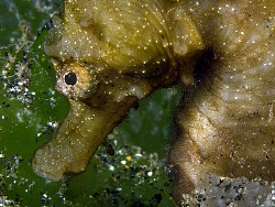Seahorse, Secret Bay by Doug Anderson 